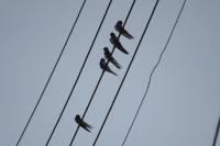 Hirundo rustica