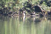 Podiceps cristatus