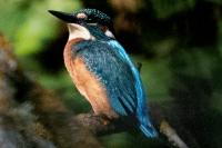 Alcedo atthis