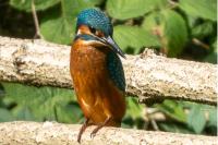 Alcedo atthis