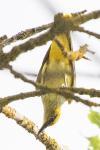 Oriolus oriolus