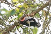 Dendrocopos major