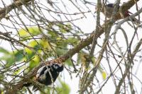Dendrocopos major