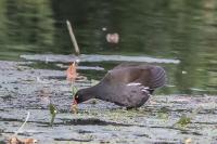 Gallinula chloropus