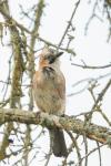 Garrulus glandarius