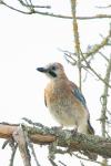 Garrulus glandarius