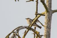 Muscicapa striata