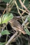 Phylloscopus collybita