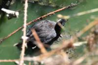 Gallinula chloropus