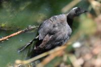 Gallinula chloropus