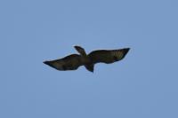 Buteo buteo
