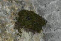 Troglodytes troglodytes