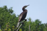 Phalacrocorax carbo