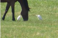 Bubulcus ibis