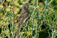 Phylloscopus collybita