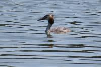 Podiceps cristatus