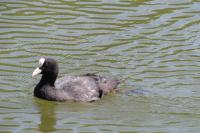 Fulica atra