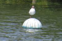 Chroicocephalus ridibundus