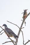 Columba palumbus