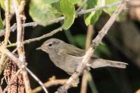 Phylloscopus collybita