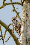 Dendrocopos medius