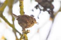 Troglodytes troglodytes