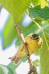 Phylloscopus trochilus
