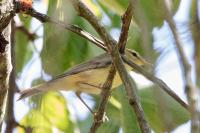 Phylloscopus trochilus