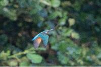 Alcedo atthis