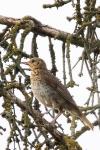 Turdus philomelos