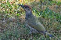 Picus viridis
