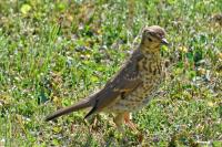 Turdus viscivorus