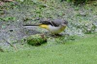 Motacilla cinerea