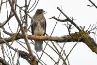 Buteo buteo