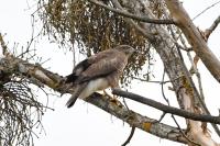 Buteo buteo