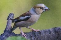 Coccothraustes coccothraustes