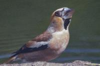 Coccothraustes coccothraustes