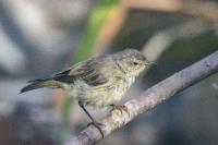 Phylloscopus collybita