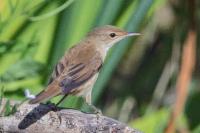 Acrocephalus scirpaceus