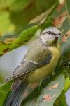 Cyanistes caeruleus