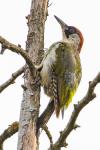 Picus viridis