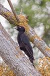 Dryocopus martius