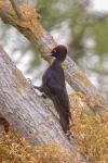 Dryocopus martius
