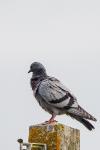 Columba livia