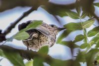 Turdus viscivorus