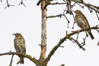 Turdus philomelos