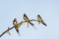 Hirundo rustica