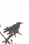 Sturnus vulgaris