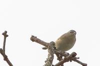 Phoenicurus ochruros