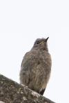 Phoenicurus ochruros